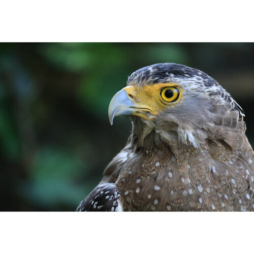 Canon RF-S 55-210mm f/5-7.1 IS STM Lens (Canon RF) Camera tek