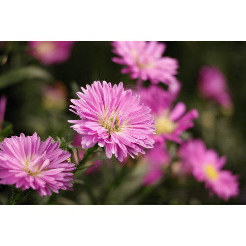 Canon RF-S 55-210mm f/5-7.1 IS STM Lens (Canon RF) Camera tek