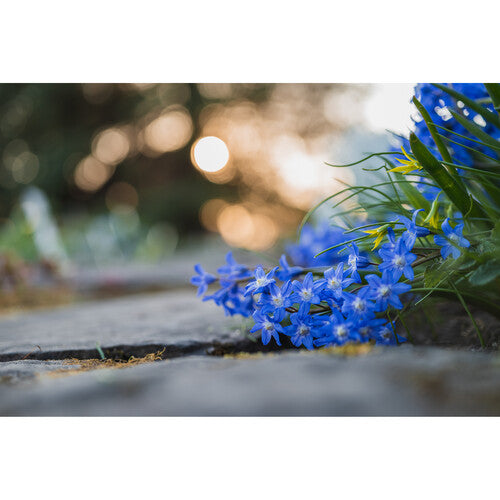Nikon Z MC 50mm f/2.8 Macro Lens Camera tek