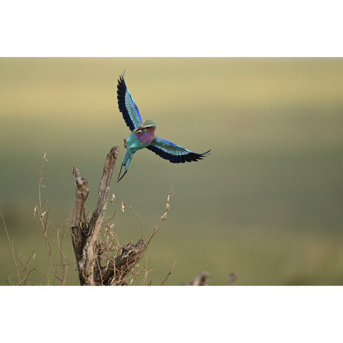 Nikon Z 400mm f/2.8 TC VR S Lens Camera tek