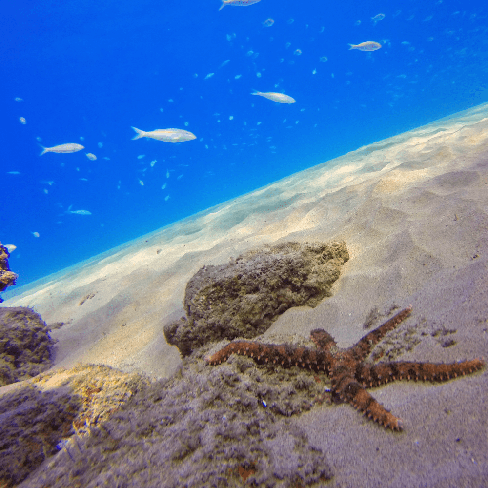 PolarPro Aqua 3-PK | GOPRO SUPER SUIT Camera tek