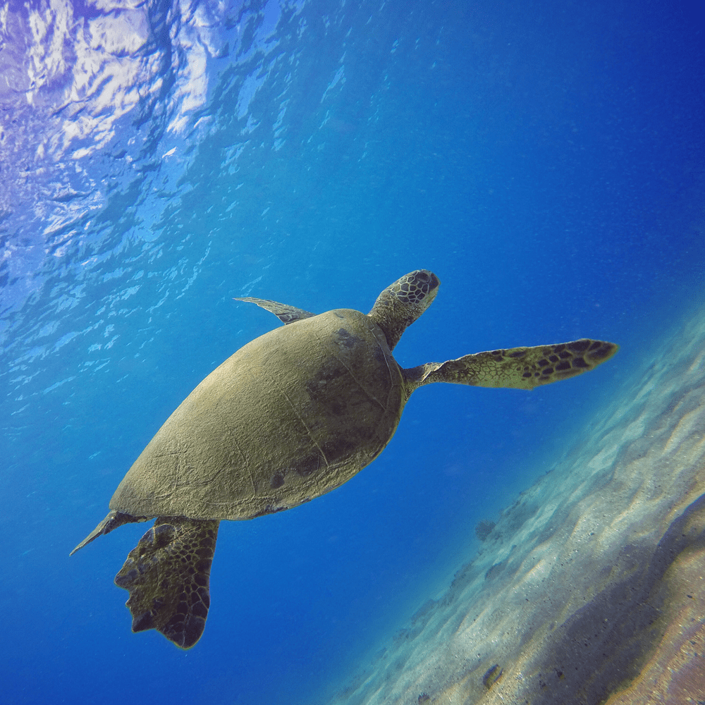 PolarPro Aqua 3-PK | GOPRO SUPER SUIT Camera tek