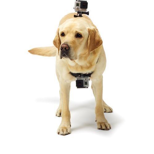 GoPro Fetch Dog Harness Camera tek