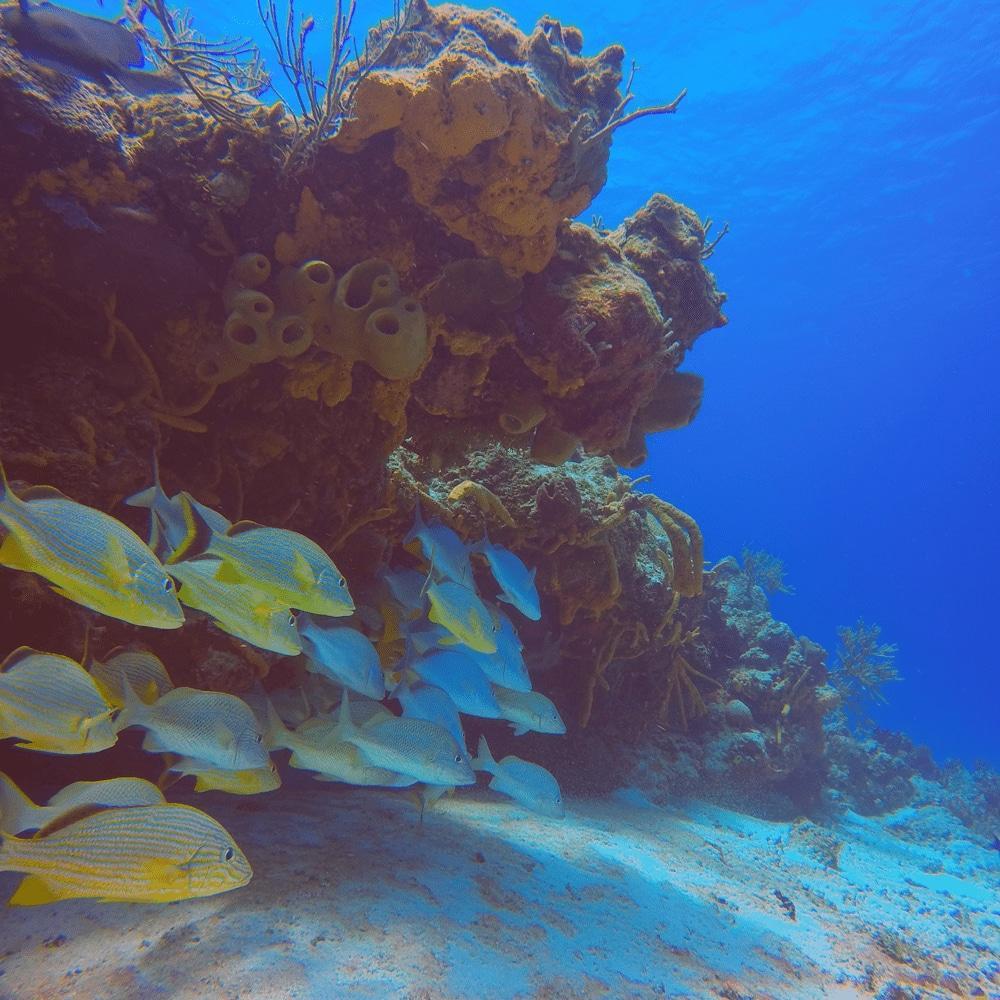 RED FILTER | GOPRO SUPER SUIT Camera tek