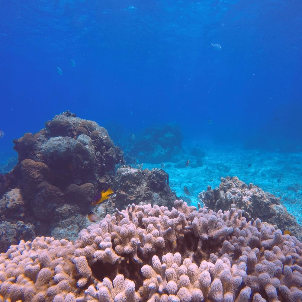 RED FILTER | GOPRO SUPER SUIT Camera tek